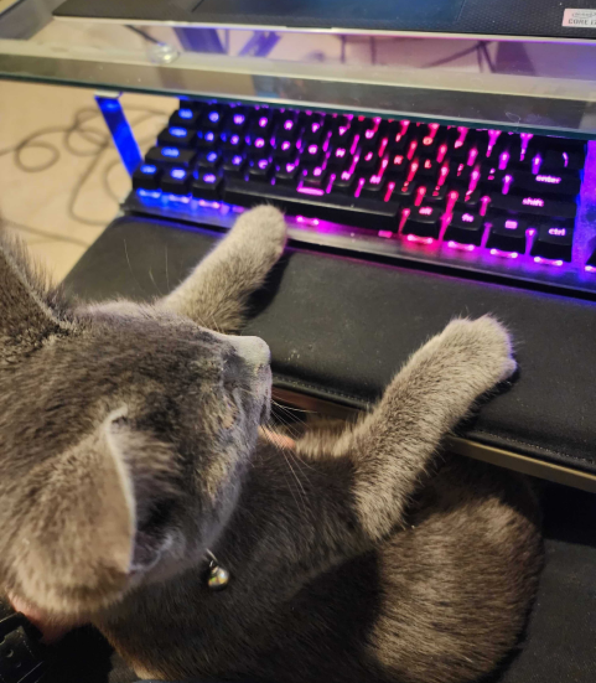 A small, light-gray cat sitting at a computer desk with their paws on a wrist-rest in front of a lit up keyboard