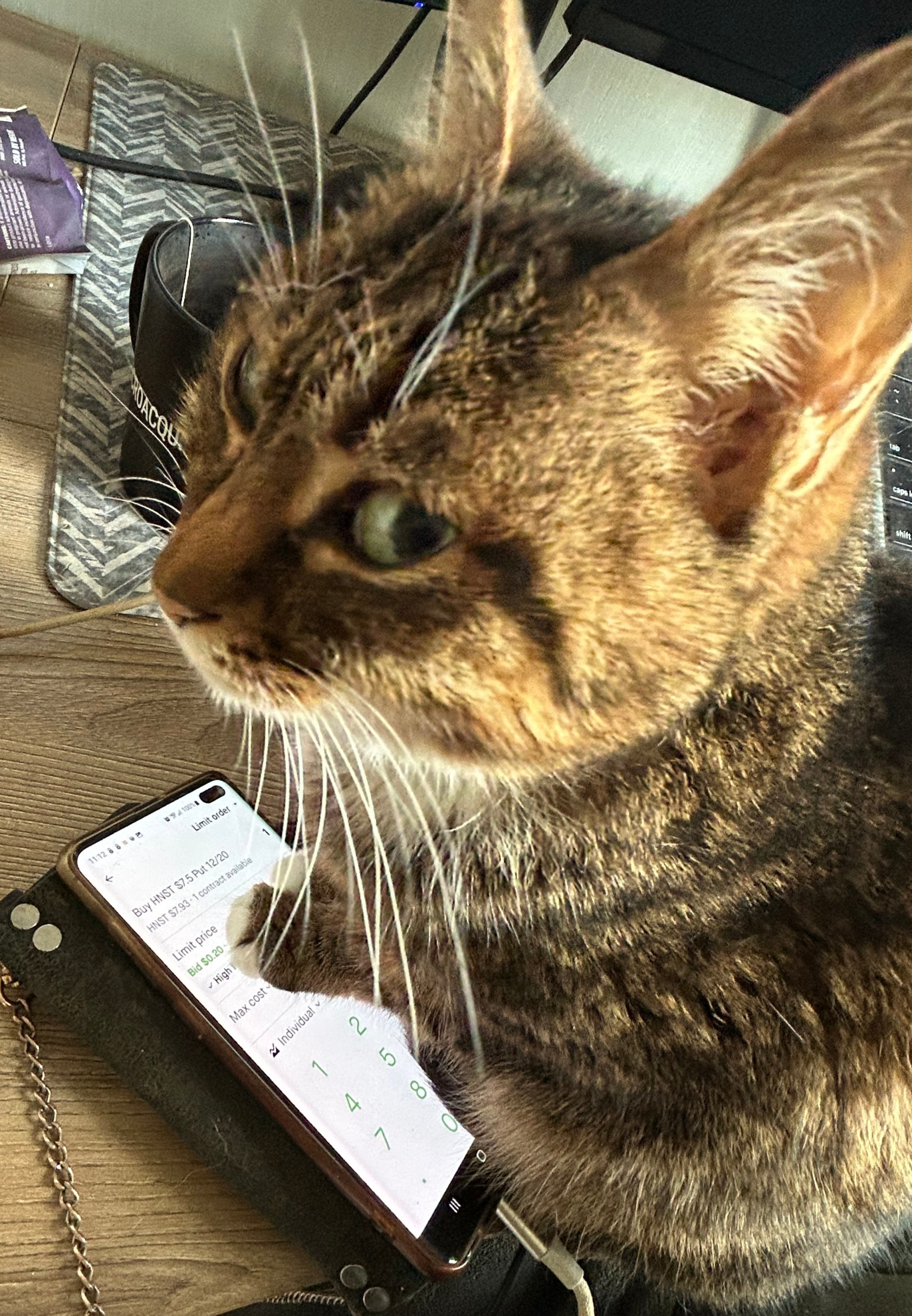 A brown cat with one paw on an active phone screen giving a side-glance to the photographer
