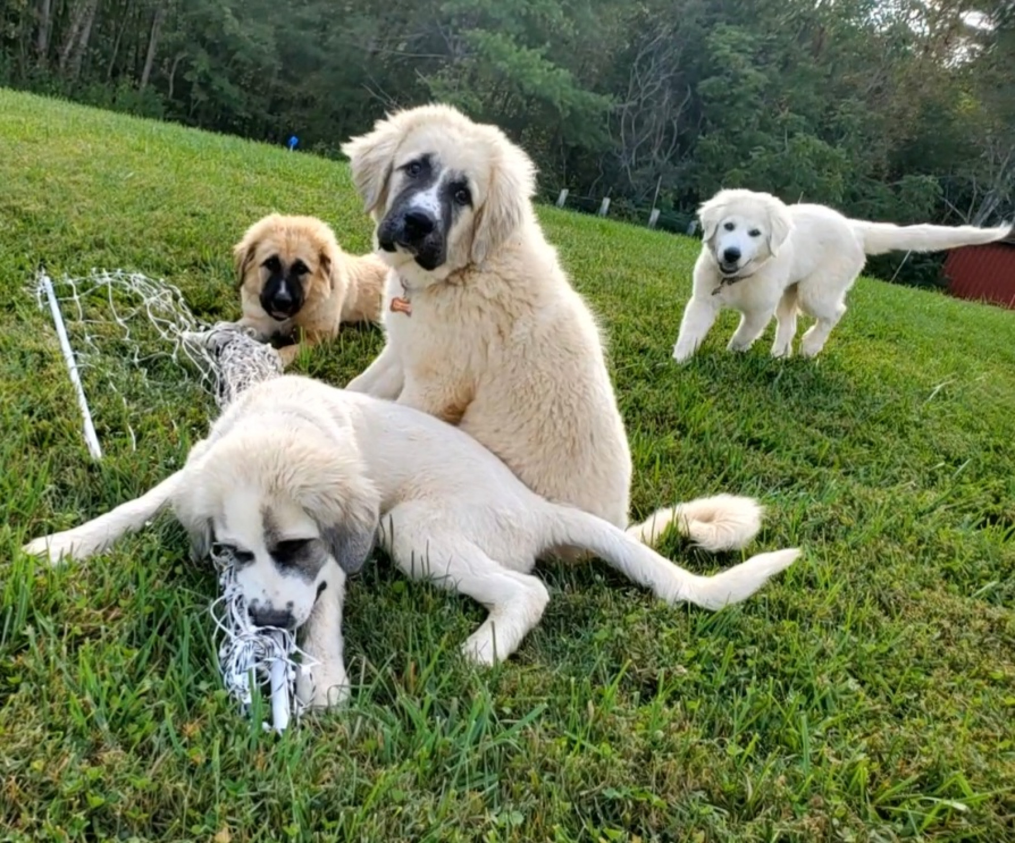 Four light-furred dogs in a group in an open, grassy field