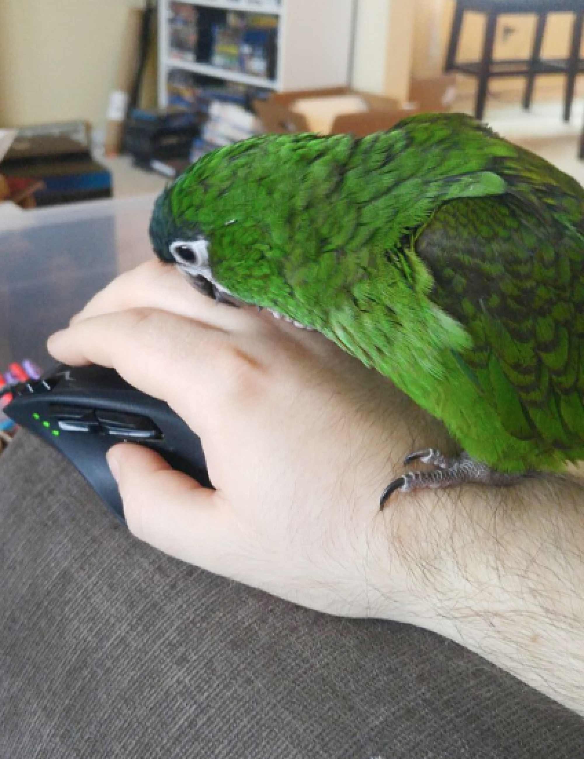 A green bird standing on a person's hand