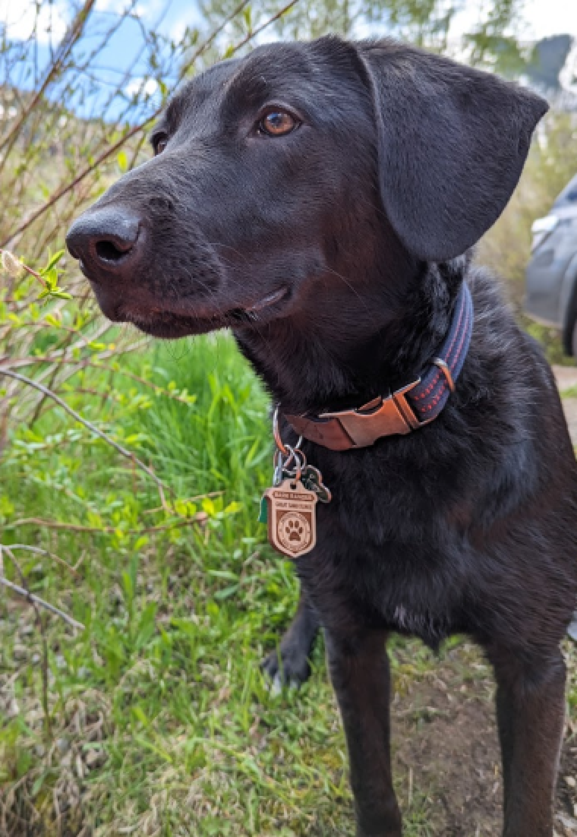 A close-up picture of a black dog in the grass looking outward