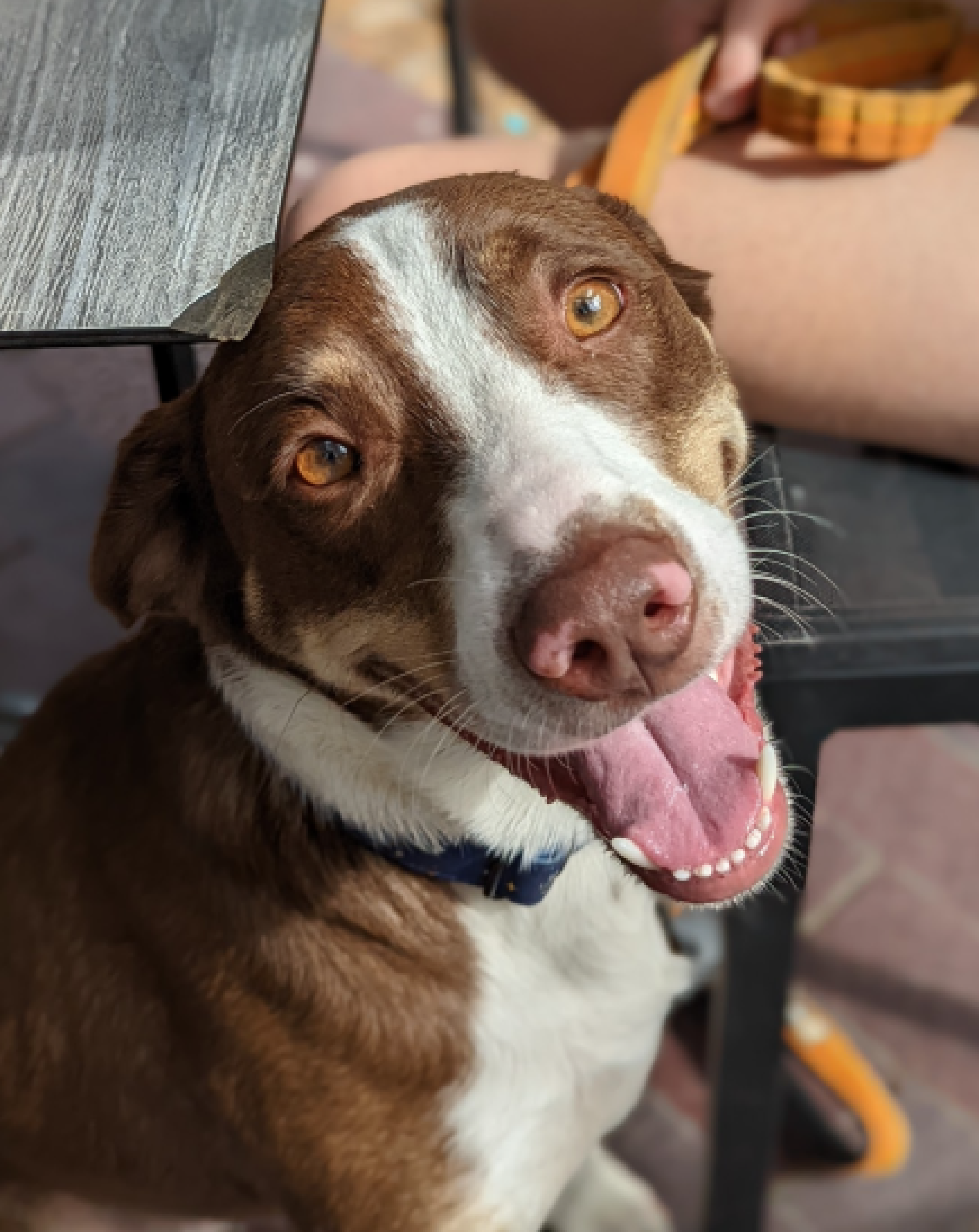 Light-brown dog sitting under table smiling at camera