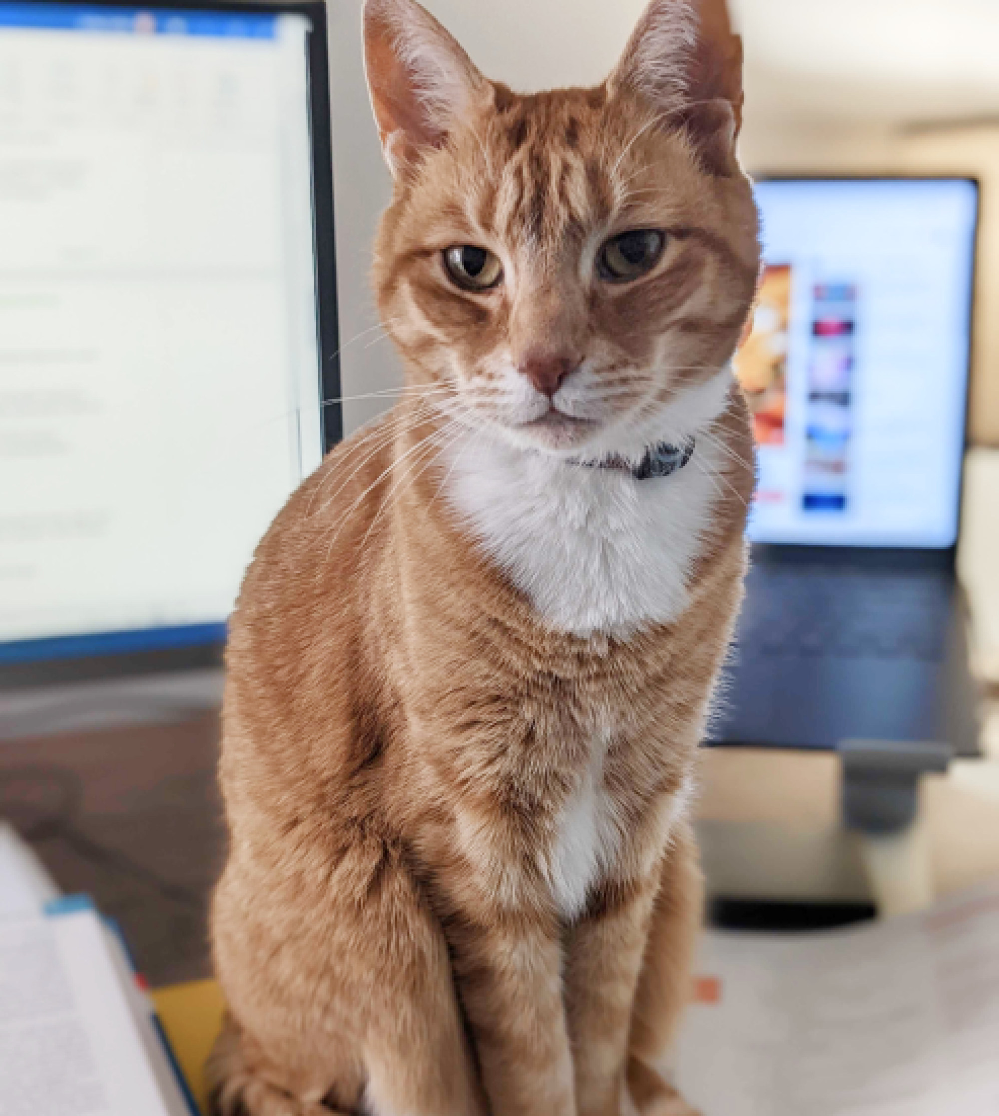 A cat with light-brown fur sitting on a computer desk in front of two monitors