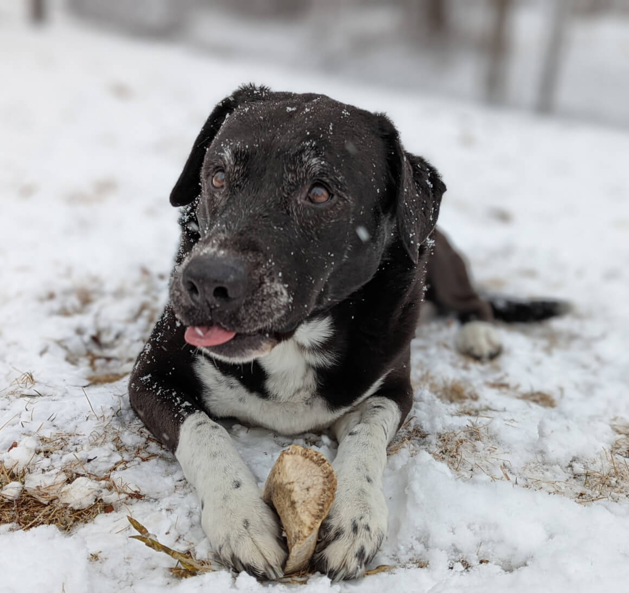 A brown and white dog standing in the snow looking at the camera