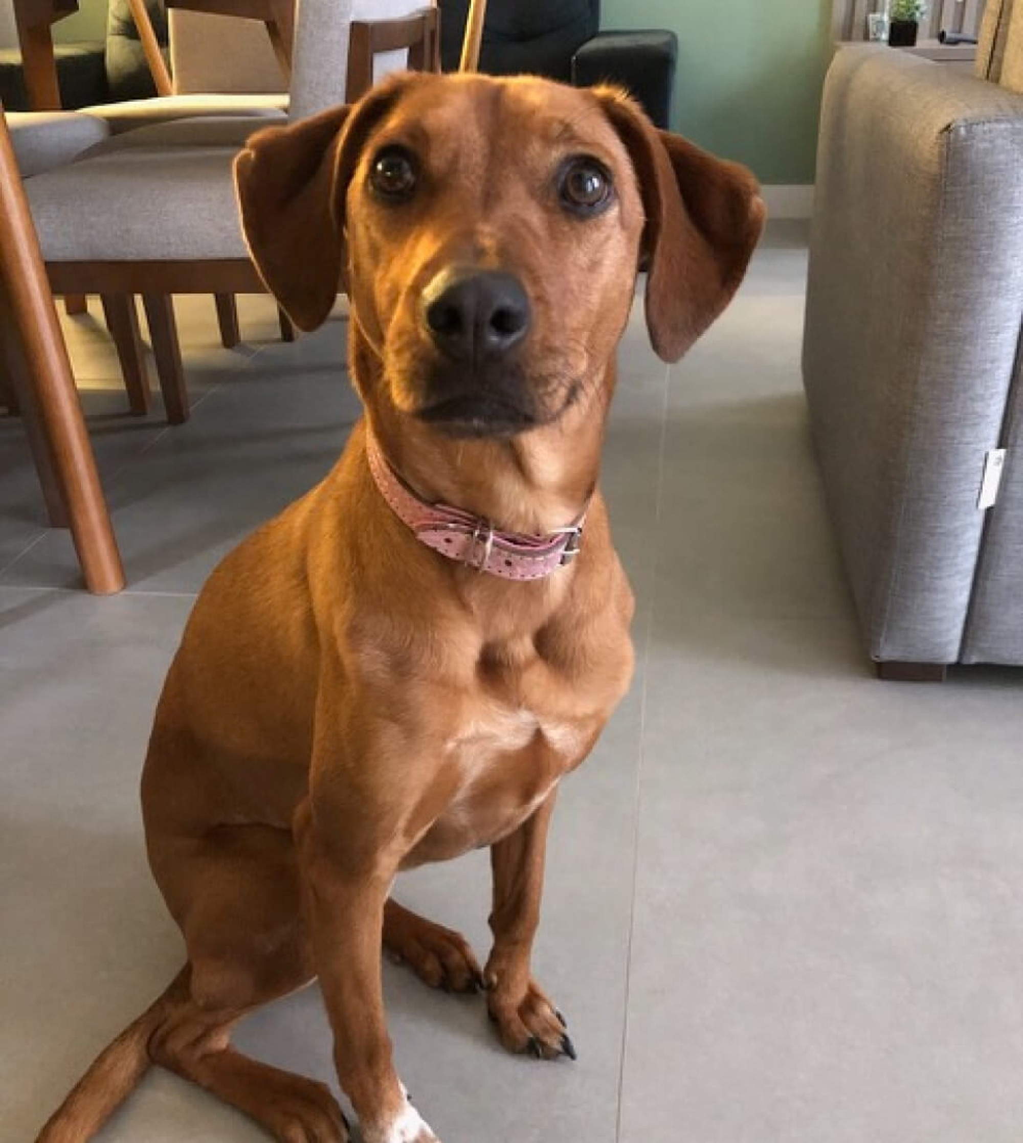 A brown dog demonstrating its obedience by sitting patiently
