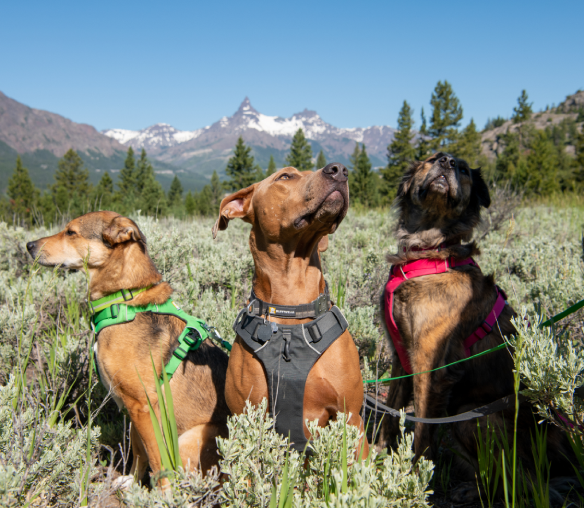 A trio of brown dogs sitting together in a field looking in different directions