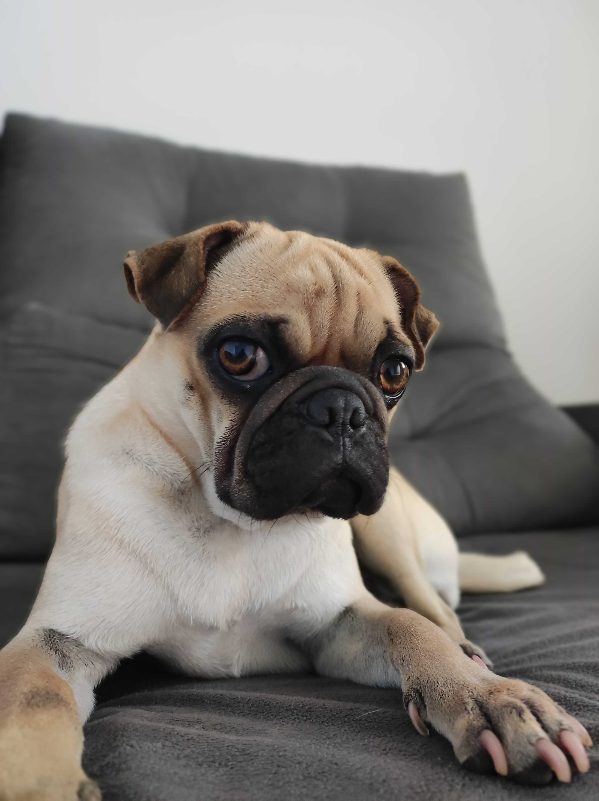 A light-furred pug sitting on a dark-grey chair