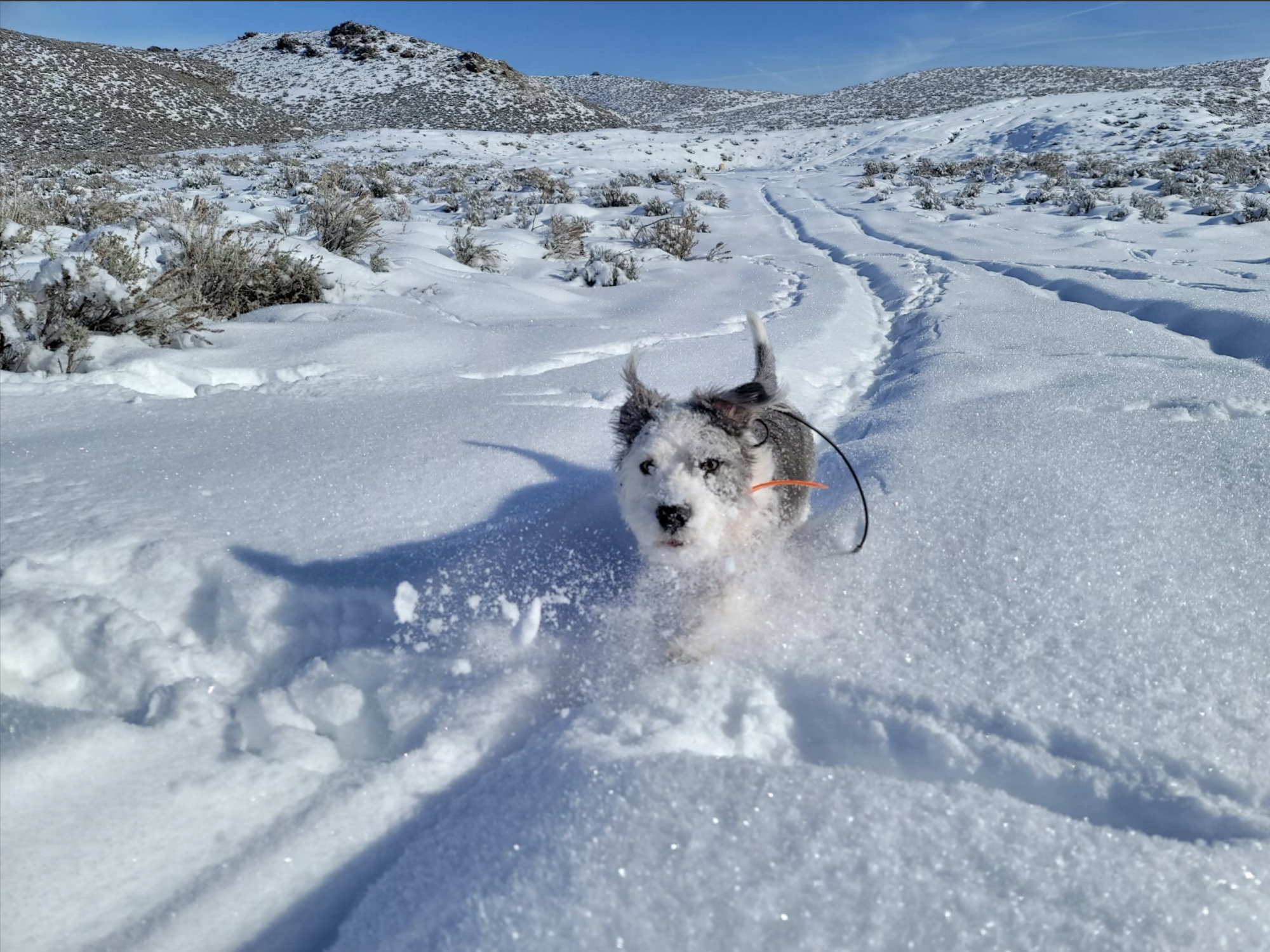A gray- and white-furred dog with snow covering most of its face running in the snow